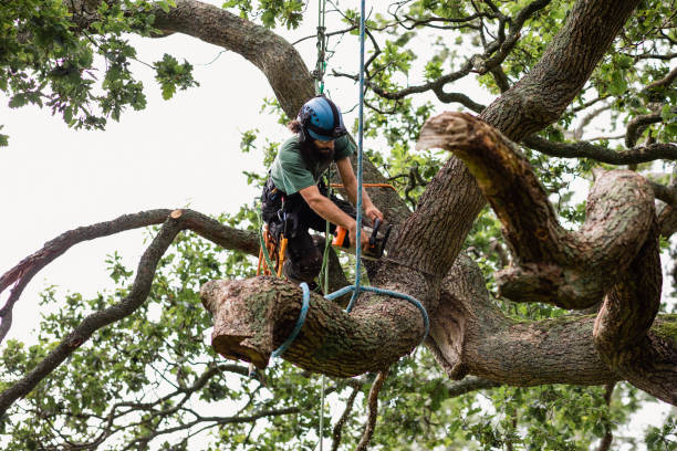 How Our Tree Care Process Works  in  Center Point, IA