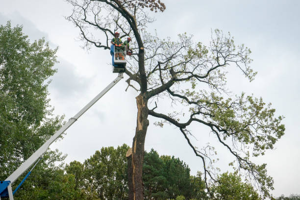 Best Seasonal Cleanup (Spring/Fall)  in Center Point, IA