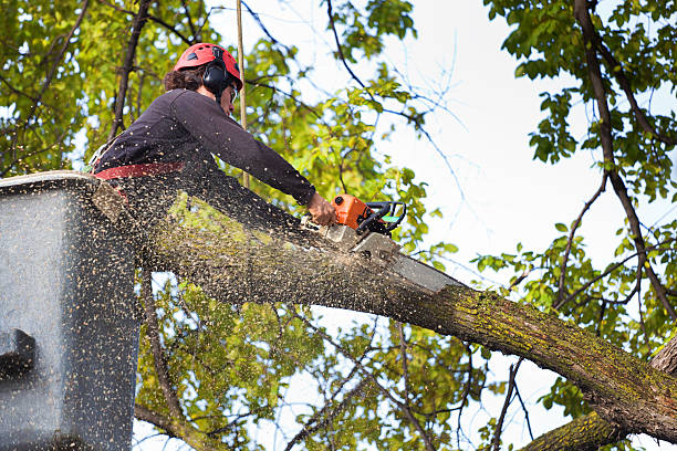 Best Residential Tree Removal  in Center Point, IA