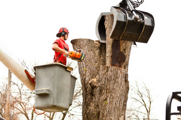 Best Leaf Removal  in Center Point, IA